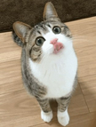 https://thecheat.co.kr/fs_sbl/member/2020/04/20/3946aaec2afe94352331b4ef2ff17903.png