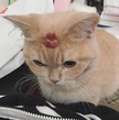 프로필 사진