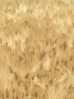 https://thecheat.co.kr/fs_sbl/member/2022/06/09/120725f26deada0c0c1d0481779aad03.png