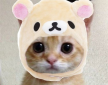 https://thecheat.co.kr/fs_sbl/member/2022/08/13/58dec6d1ae43eb20813a507d3b16dbfe.png