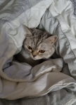 https://thecheat.co.kr/fs_sbl/member/2023/07/18/301031f4542ca7d9943141c4f05944f7.png