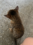 https://thecheat.co.kr/fs_sbl/member/2023/08/10/62d1afdb99807fa13dfdebd881d12ded.png