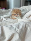 https://thecheat.co.kr/fs_sbl/member/2023/08/12/e7176f85a71e500ded121376078ce65b.png