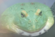 프로필 사진