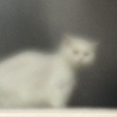 https://thecheat.co.kr/fs_sbl/member/2024/05/30/864895aac2f2ef89e17567b8e7f8175e.png