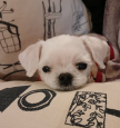 https://thecheat.co.kr/fs_sbl/member/2024/12/20/67fb4c0d367413f872537e91142c70b0.png