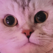 https://thecheat.co.kr/fs_sbl/member/2024/12/22/0d08adfcf3a91fbd0123836d4d02b523.png