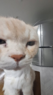 https://thecheat.co.kr/fs_sbl/member/2025/01/15/9e43f5cfd7bd7023e2c9ba71e938f094.png