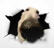 https://thecheat.co.kr/fs_sbl/member/2025/03/13/7ce912918b5dbae9f9da6910441fcd5e.png