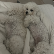 https://thecheat.co.kr/fs_sbl/member/2025/03/17/94cb81ef6a8be3b0b992df8e8da98fa8.png