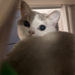 https://thecheat.co.kr/fs_sbl/member/2025/05/27/cee16da00d4825925563ba5657bc1050.png