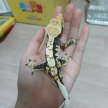 프로필 사진
