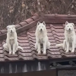 프로필 사진