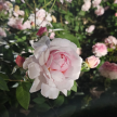 프로필 사진