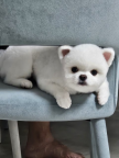 https://thecheat.co.kr/fs_sbl/member/2025/06/28/e746024dada59d38133f99744394fcac.png