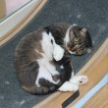 프로필 사진