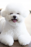 프로필 사진