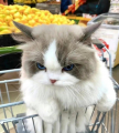 프로필 사진
