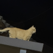 https://thecheat.co.kr/fs_sbl/member/2026/04/28/d507aa35c74a3420465a744b9cad9149.png