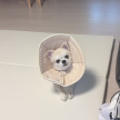 프로필 사진