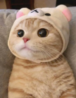프로필 사진